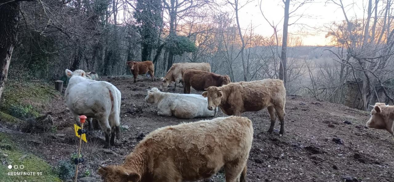 Carrer Esparreguera Olot Zewnętrze zdjęcie